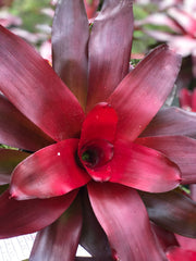 Neoregelia 'Sun Red'