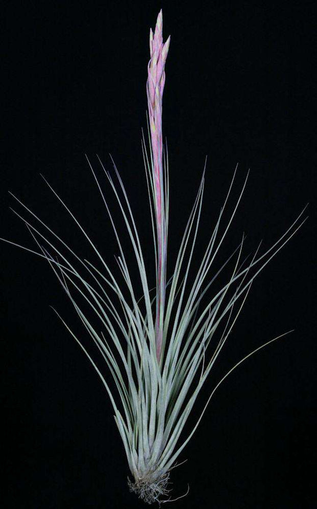 Tillandsia xfloridana - Tropiflora
