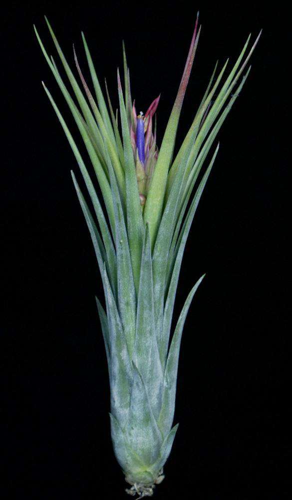 Tillandsia elizabethae x ionantha 'Fuego' - Tropiflora