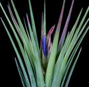 Tillandsia elizabethae x ionantha 'Fuego' - Tropiflora