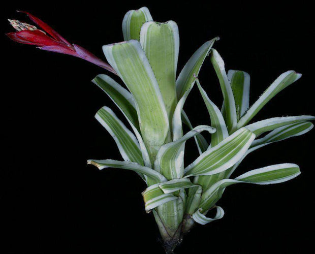 Aechmea nudicaulis v. capitata albomarginated - Tropiflora