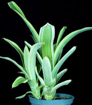 Aechmea nudicaulis v. capitata albomarginated - Tropiflora