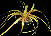 x Enchotia (Encholirium horridum x Hechtia macdougallii) (spiny form) - Tropiflora