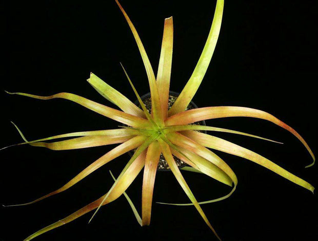 x Enchotia (Encholirium horridum x Hechtia macdougallii) (spiny form) - Tropiflora