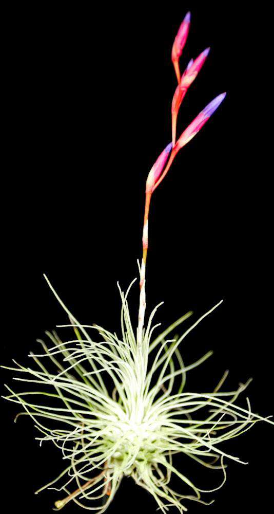 Tillandsia fuchsii v. gracilis - Tropiflora