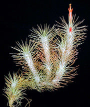 Tillandsia funckiana - Tropiflora