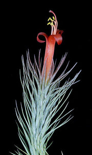 Tillandsia funckiana - Tropiflora