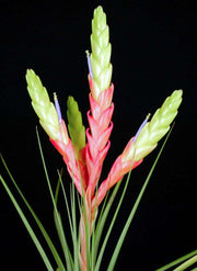 Tillandsia fasciculata 'Pink and Green' - Tropiflora