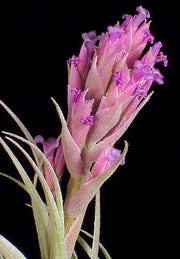 Tillandsia gardneri v. rupicola 'Pink Form'