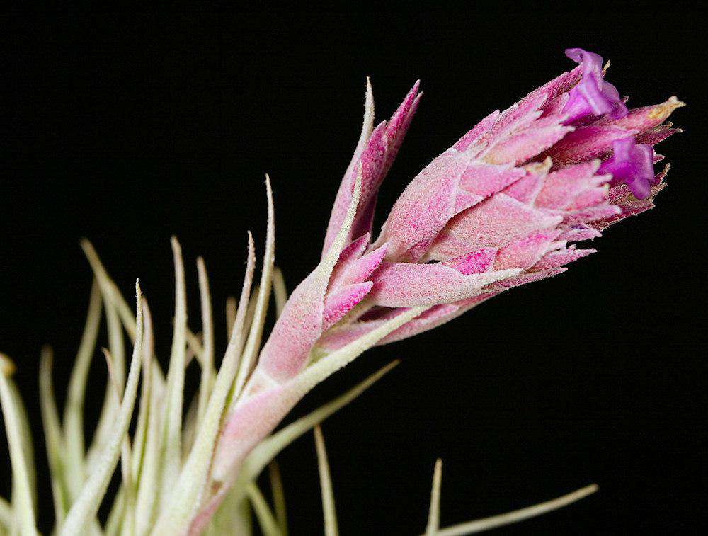 Tillandsia gardneri v. rupicola 'Pink Form' – Tropiflora