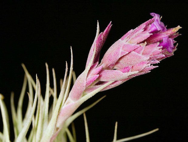 Tillandsia gardneri v. rupicola 'Pink Form'