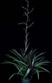 Vriesea lubbersii 'Red Form' - Tropiflora