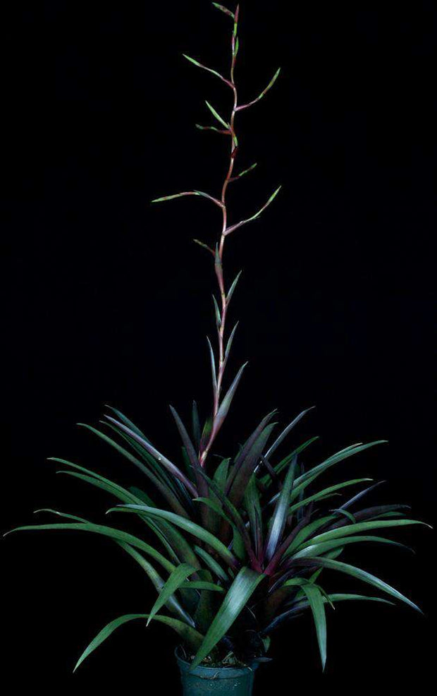 Vriesea lubbersii 'Red Form' - Tropiflora