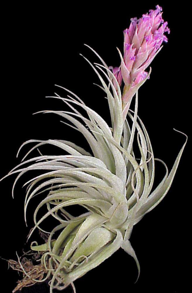 200_Tillandsia_gardneri_rupico