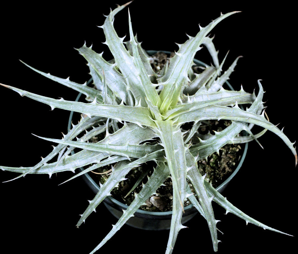 士魂植栽Dyckia SilverFox CrownofThorn 2012_Dyckia_Silver_Spurs.jpg?v