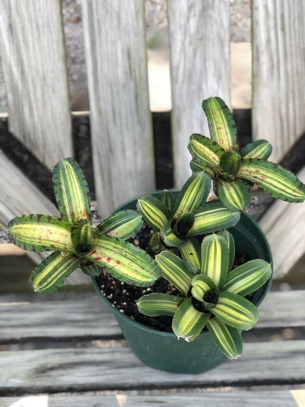 Neoregelia 'Flying Tiger'