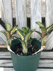 Neoregelia 'Flying Tiger'