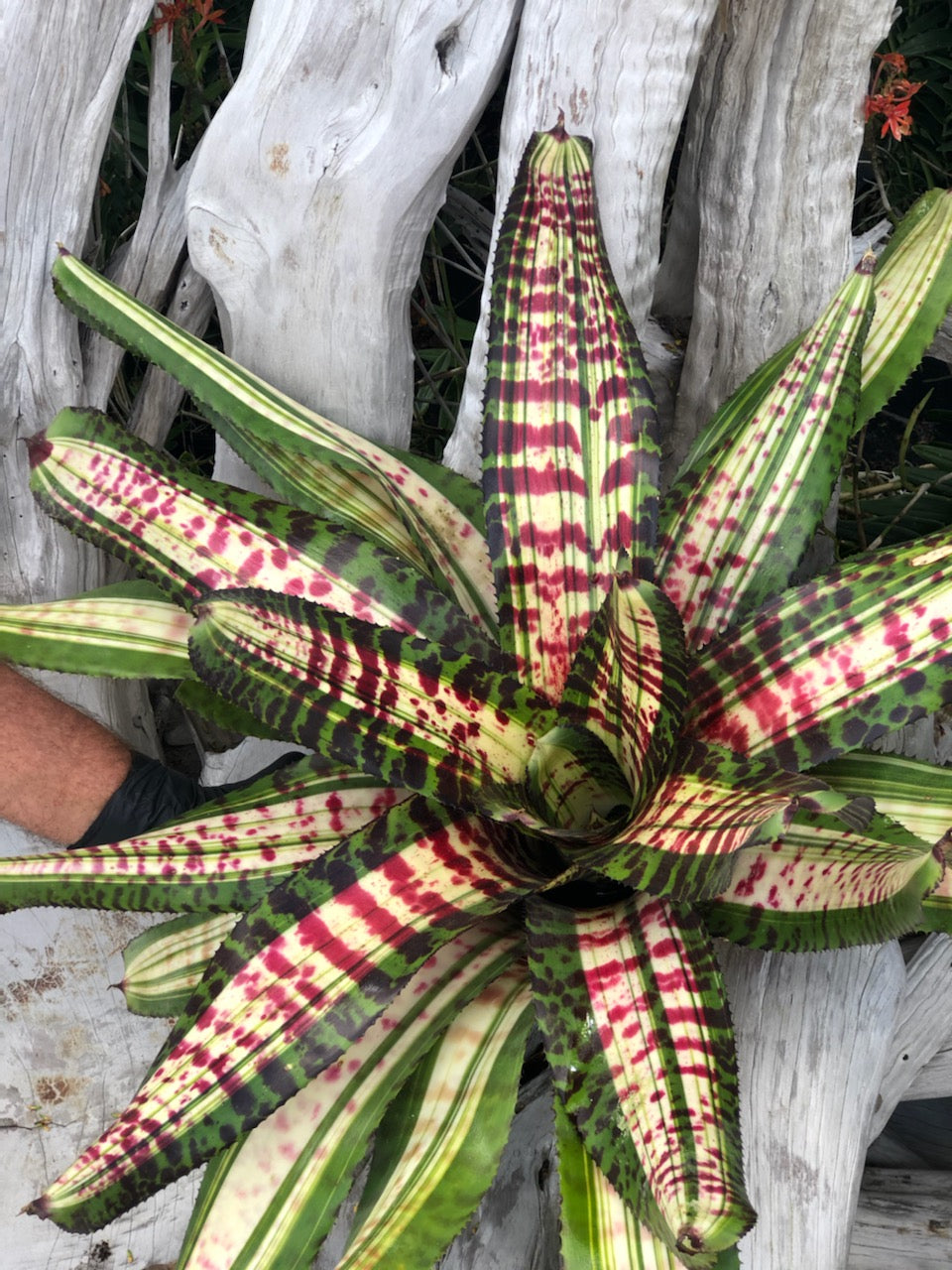 ブロメリア・エアープランツ Neoregelia Snake Charmer Neoregelia 'Snake Charmer' – Tropiflora