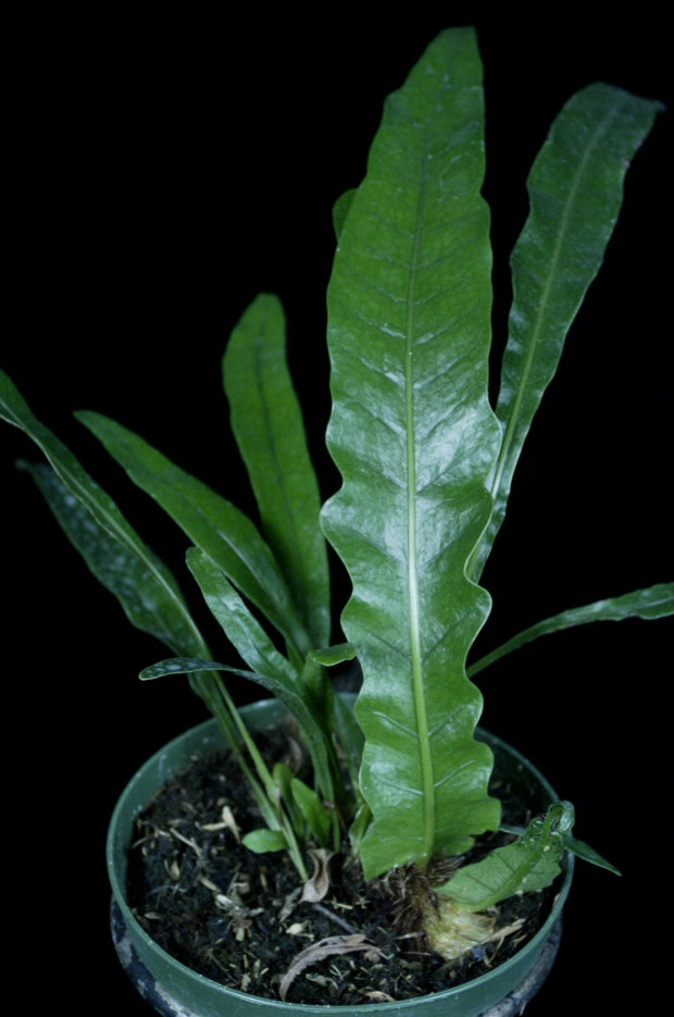 Aglaomorpha coronans