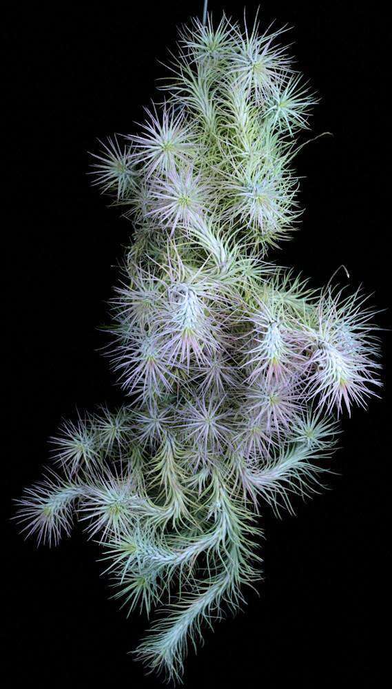 Tillandsia funckiana SEL1998-0092 - Tropiflora