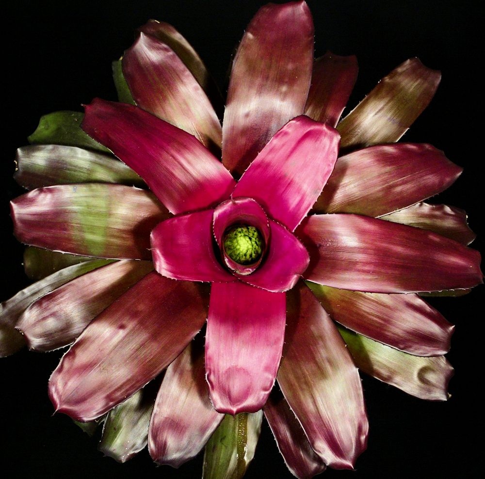 Neoregelia 'Purple Star' – Tropiflora