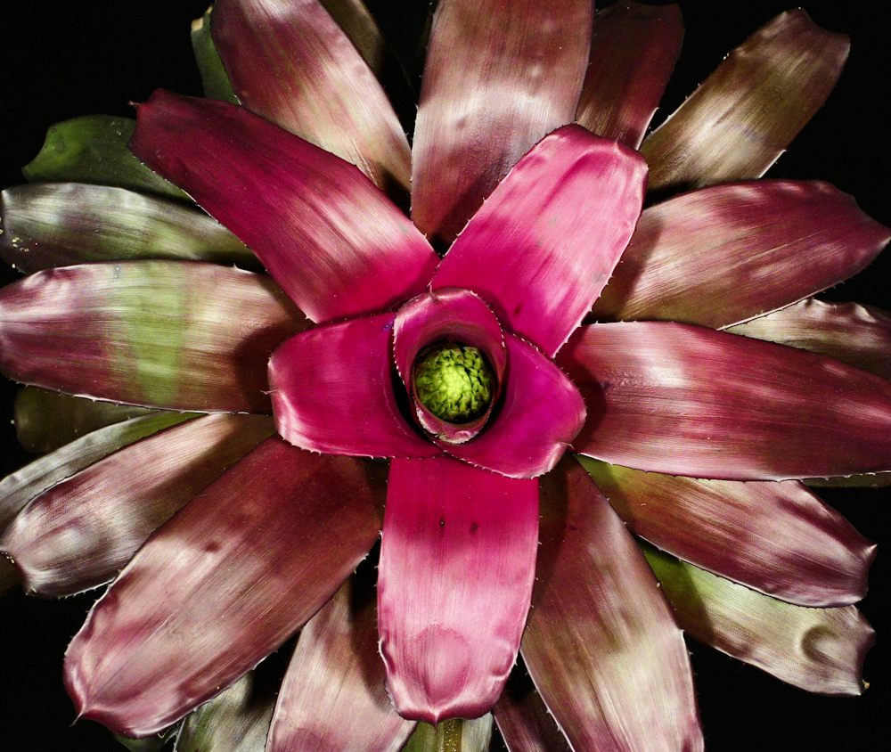 ブロメリア・エアープランツ Neoregelia Purple star Neoregelia 'Purple Star' – Tropiflora