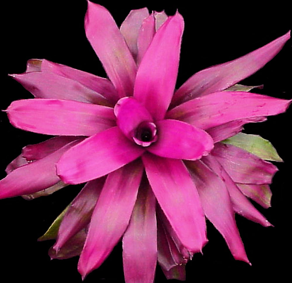 ブロメリア・エアープランツ Neoregelia Purple star Neoregelia 'Purple Star' – Tropiflora