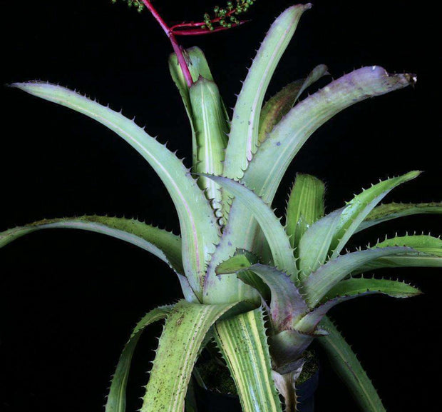 Aechmea bracteata rubra variegated - Tropiflora