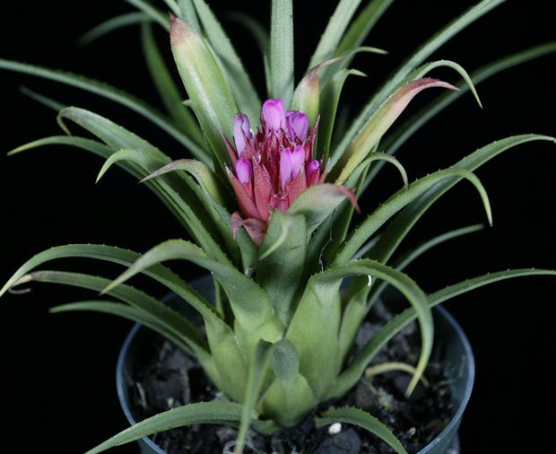 Aechmea recurvata (from seed from Eloise Beach)