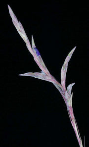 Tillandsia hammeri - Tropiflora
