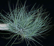 Tillandsia hammeri - Tropiflora