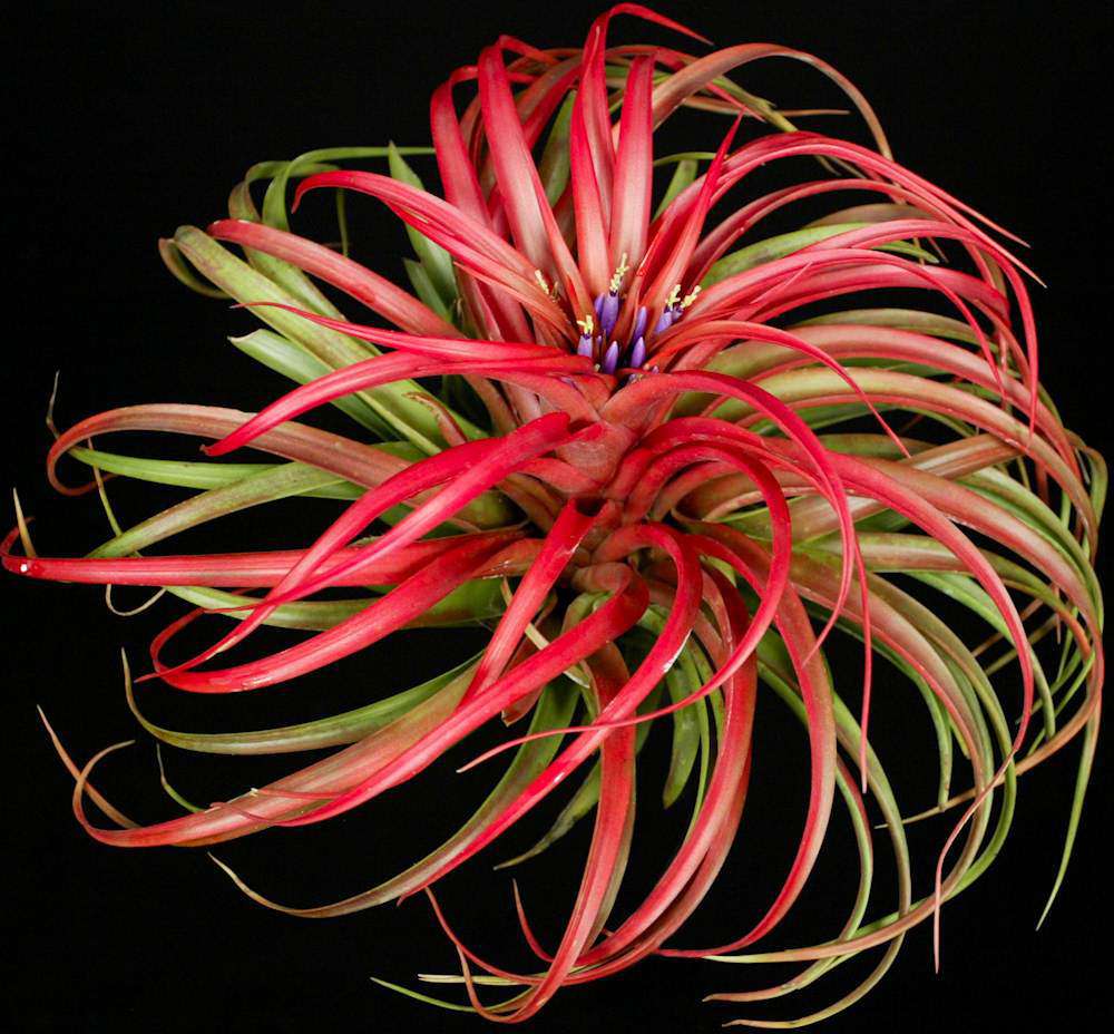 Tillandsia brachycaulos 'Giant Form' – Tropiflora