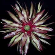 Neoregelia 'Shelldance' - Tropiflora