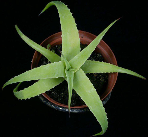 Hechtia glauca - Tropiflora
