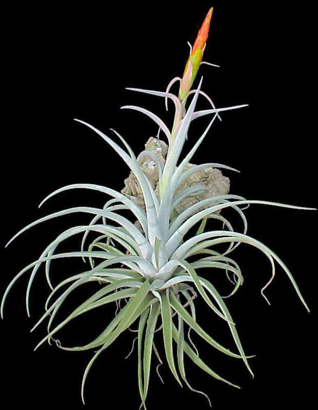 Tillandsia harrisii - Tropiflora