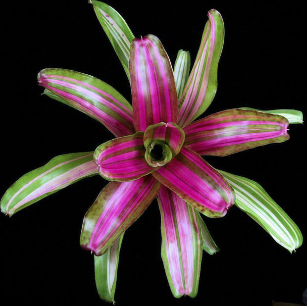 Neoregelia 'Hot Pink Blitz' - Tropiflora