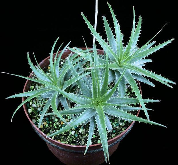 Deuterocohnia species Bolivia SEL2007-0250 - Tropiflora
