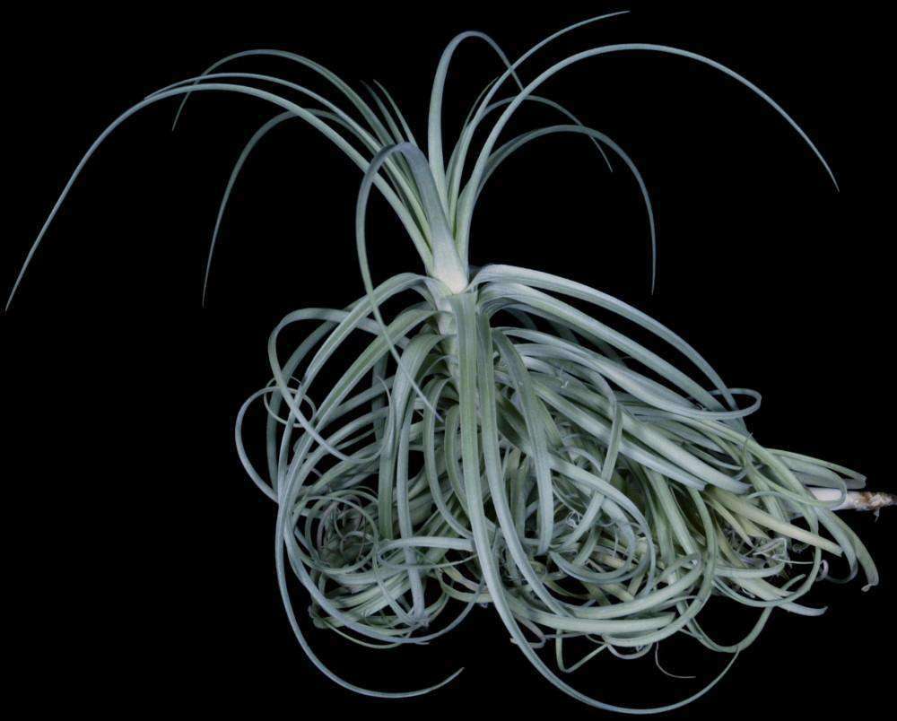 Tillandsia 'Goomong' – Tropiflora