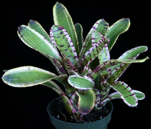 Neoregelia 'Little Rascal' - Tropiflora