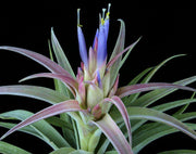 Tillandsia hondurensis - Tropiflora