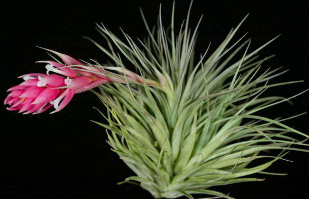 Tillandsia 'Houston' - Tropiflora