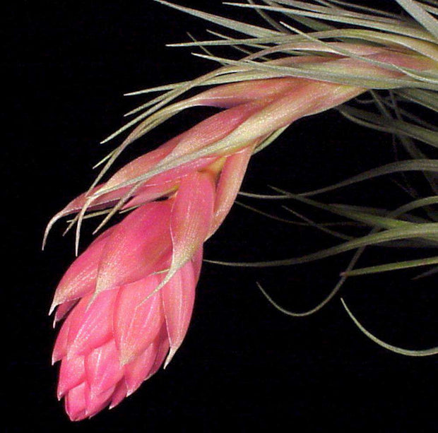 Tillandsia 'Houston' - Tropiflora