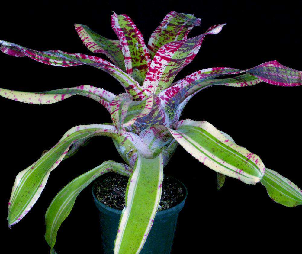 2120-3-Neoregelia-Tears-of-