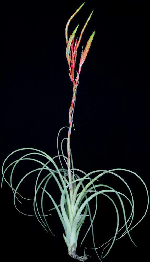 Tillandsia 'Wispy' - Tropiflora