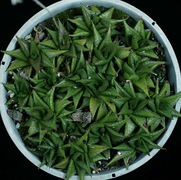 Haworthia limifolia var. nova (Pongola Mountain) - Tropiflora