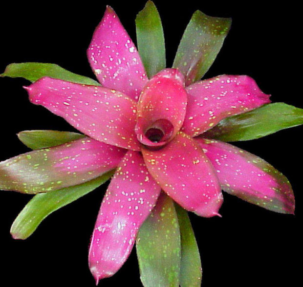 Neoregelia 'Treasure Chest' - Tropiflora