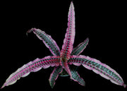 Cryptanthus 'Nivea'