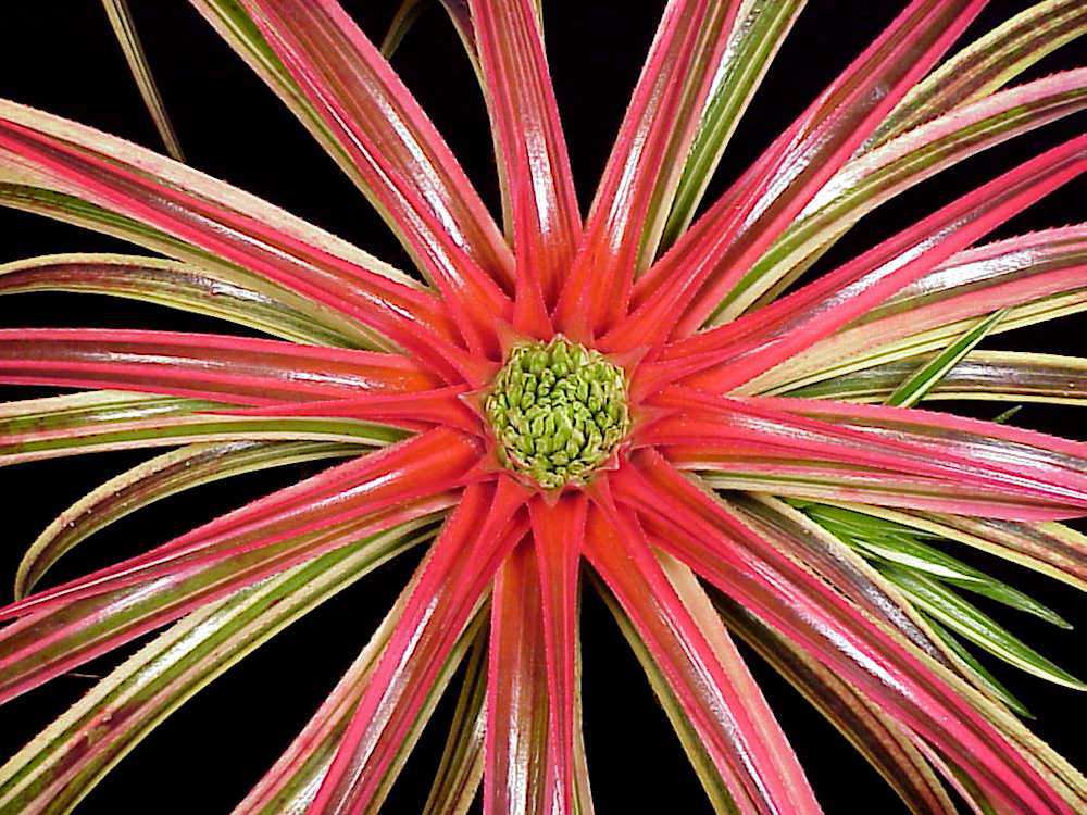 x Sincoregelia 'Galactic Warrior' – Tropiflora