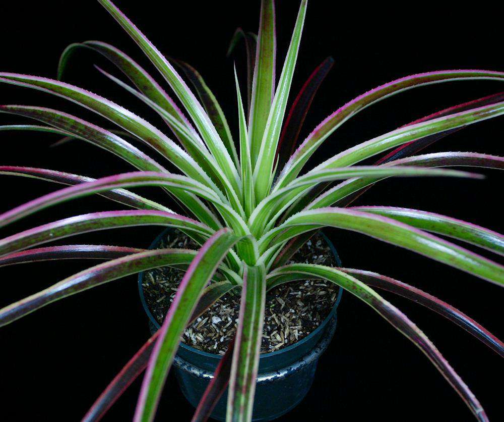 ネオフィタム ．ギャラクティックウォリアー''Galactic Warrior' x Sincoregelia 'Galactic Warrior' – Tropiflora