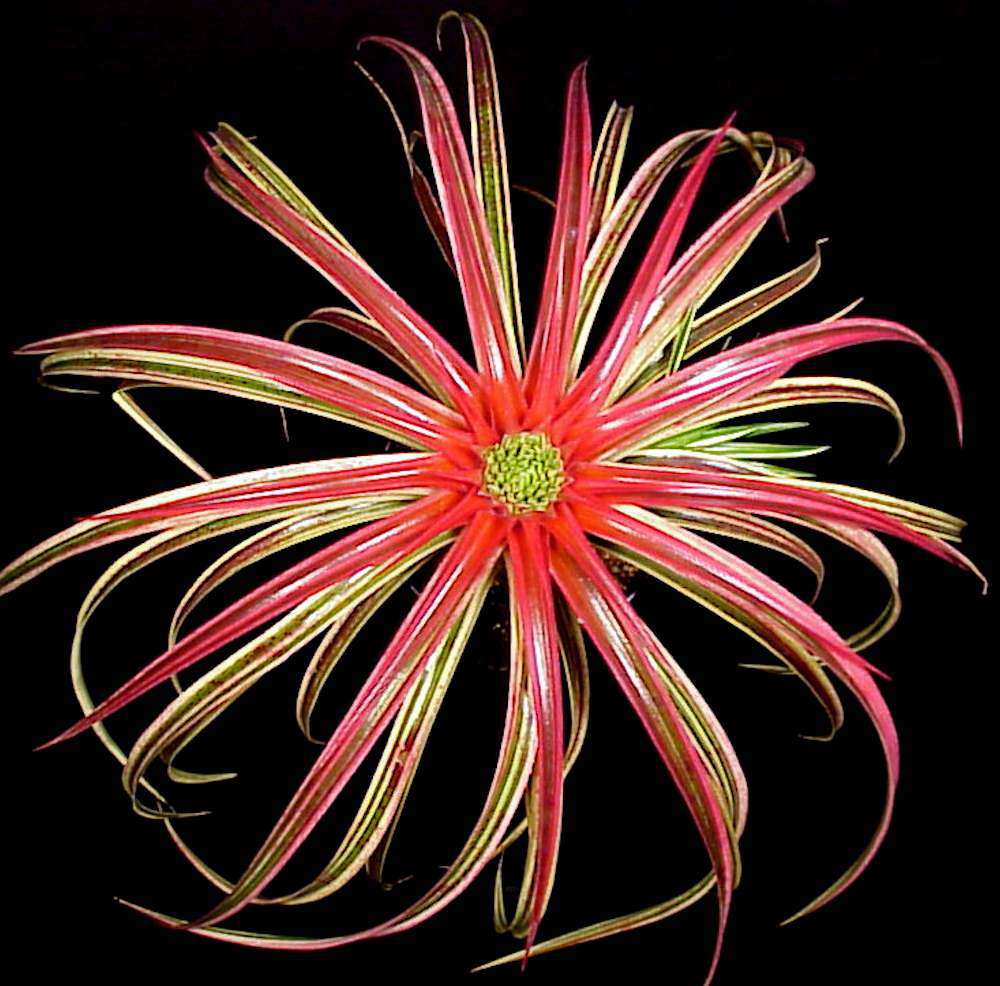 x Sincoregelia 'Galactic Warrior' – Tropiflora
